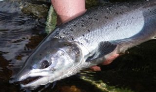 salmon stocks decline.jpg
